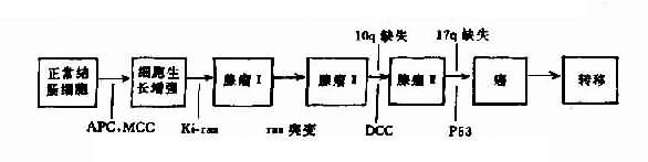 结肠癌发生的各个阶段和肿瘤相关基因的异常