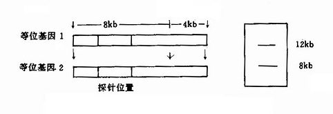 RFLP示意图箭头酶切位点