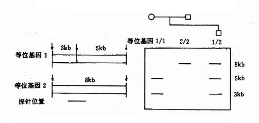 RFLP的检出等位基因