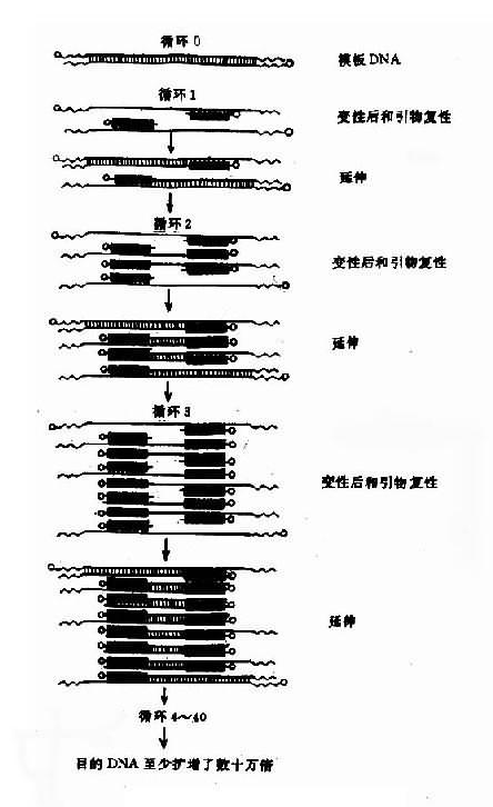 PCR原理示意图黑色线代表引物