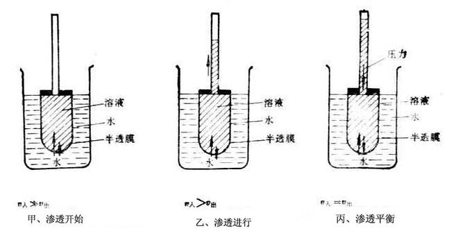 渗透过程的示意图