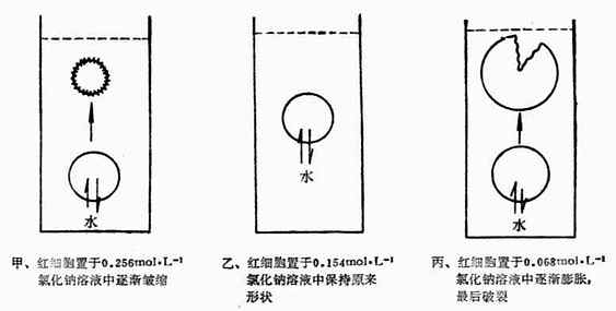 红细胞在不同浓度NaCl溶液中的形态未意图