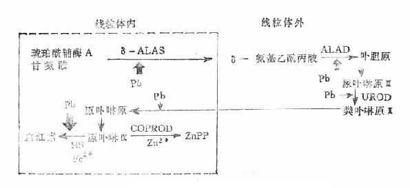 铅对血红素合成的影响