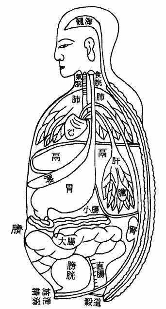 脏腑之图