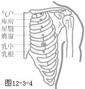 足阳明胃经穴