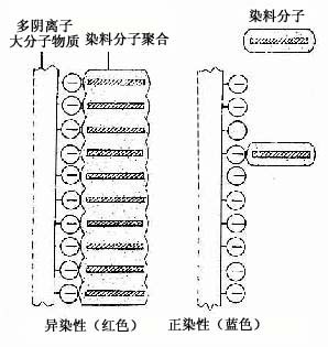 异染性示意图 