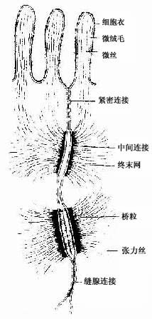 单层柱状上皮细胞连接 超微结构模式图 