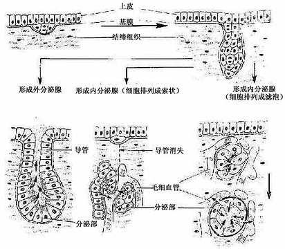 腺发生模式图 