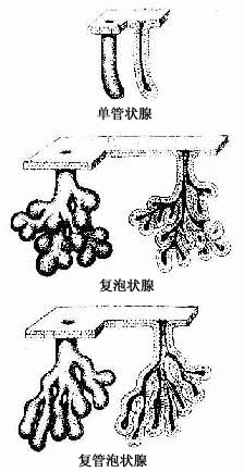 外分泌腺的形态分类 