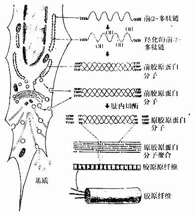  胶原纤维与基质形成过程示意图