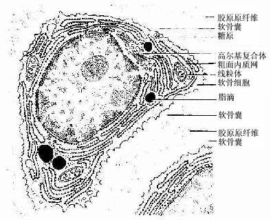 透明软骨超微结构模式图 