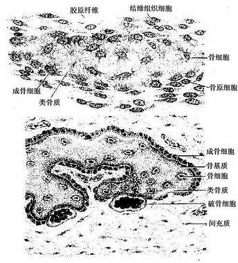 膜内成骨过程 