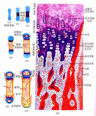 长骨发生与生长 