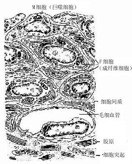 滑腊超微结构模图 