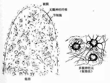  交感神经节