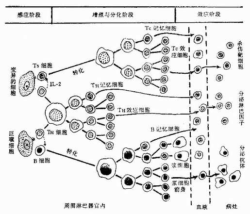 免疫应答的三个阶段示意图 