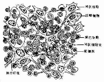 淋巴组织模式图 