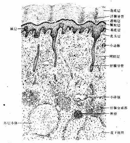  手掌皮肤（低倍）