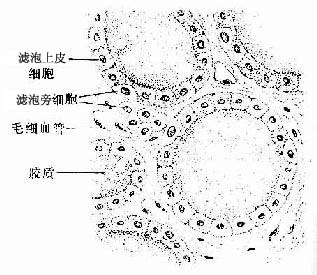 甲状腺 