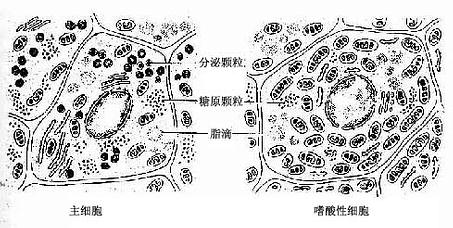 甲状旁腺主细胞及嗜酸性细胞超威结构模式图 