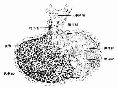 垂体（矢状切面） 