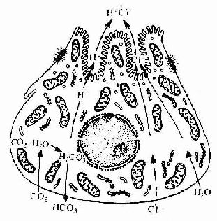 壁细胞合成盐酸示意图 