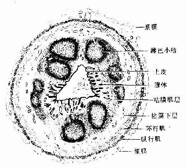 阑尾（横切） 