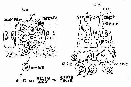 消化管粘膜的免疫功能示意图 