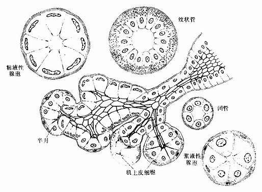  唾液腺腺泡与导管结构模式图