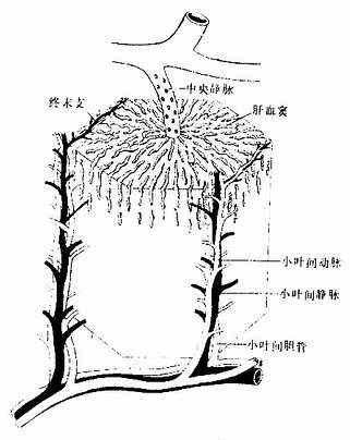 肝小叶模式图 