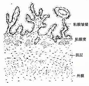 胆囊 