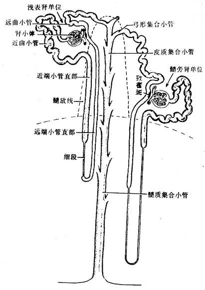  肾单位和集合小管系模式图