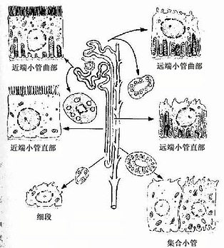 泌尿小管各段上皮细胞结构模式图 