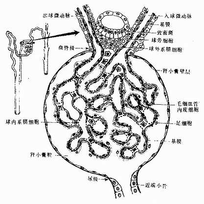 肾小体和球旁复合体模式图 