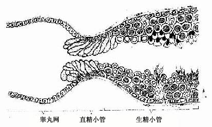  生精小管、直精小管和睾丸网关系模式图