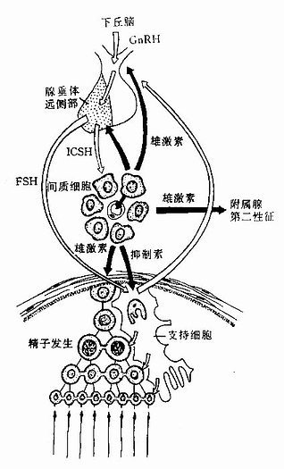 睾丸功能内分泌调节示意图 