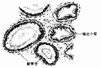 输出小管和附睾管 