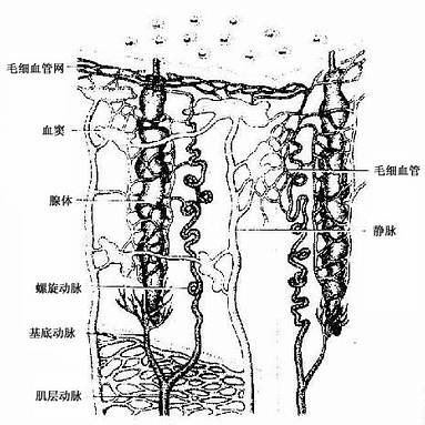 子宫内膜血管与腺模式图 