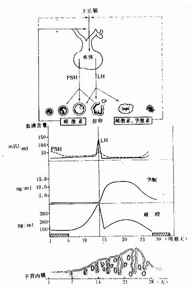 下丘脑、垂体、卵巢内分泌与子宫 