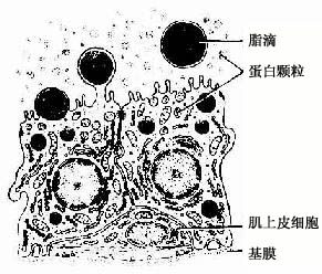 哺乳期乳腺腺细胞超微结构模式图 