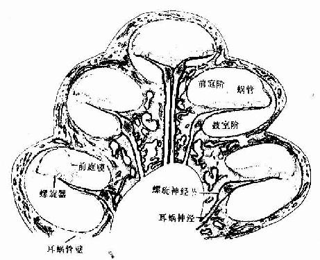 人耳蜗垂直切面模式图 