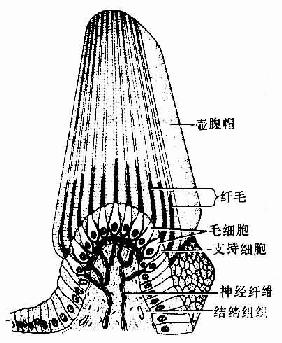 壶腹脊结构模式图 