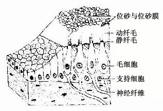  斑结构模式图