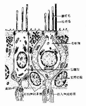 位觉感受器超微结构模式图 