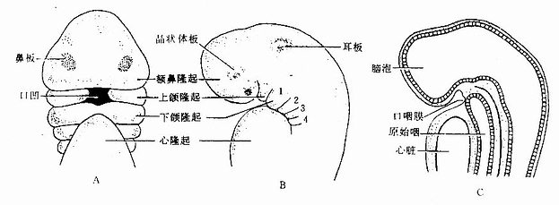  第4周人胚头部