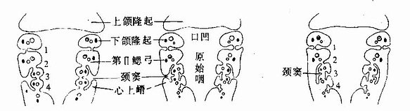 第5～6周人胚头部冠状切面 