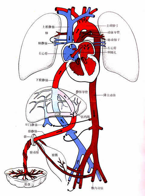  胎儿血液循环经路