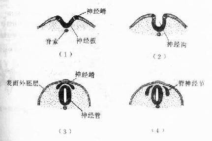 神经管和神经嵴的发生 