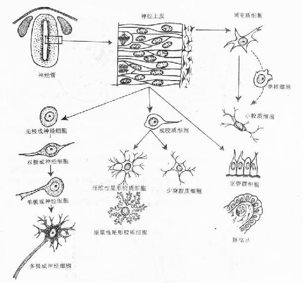  神经上皮细胞的分化