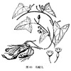 马交儿